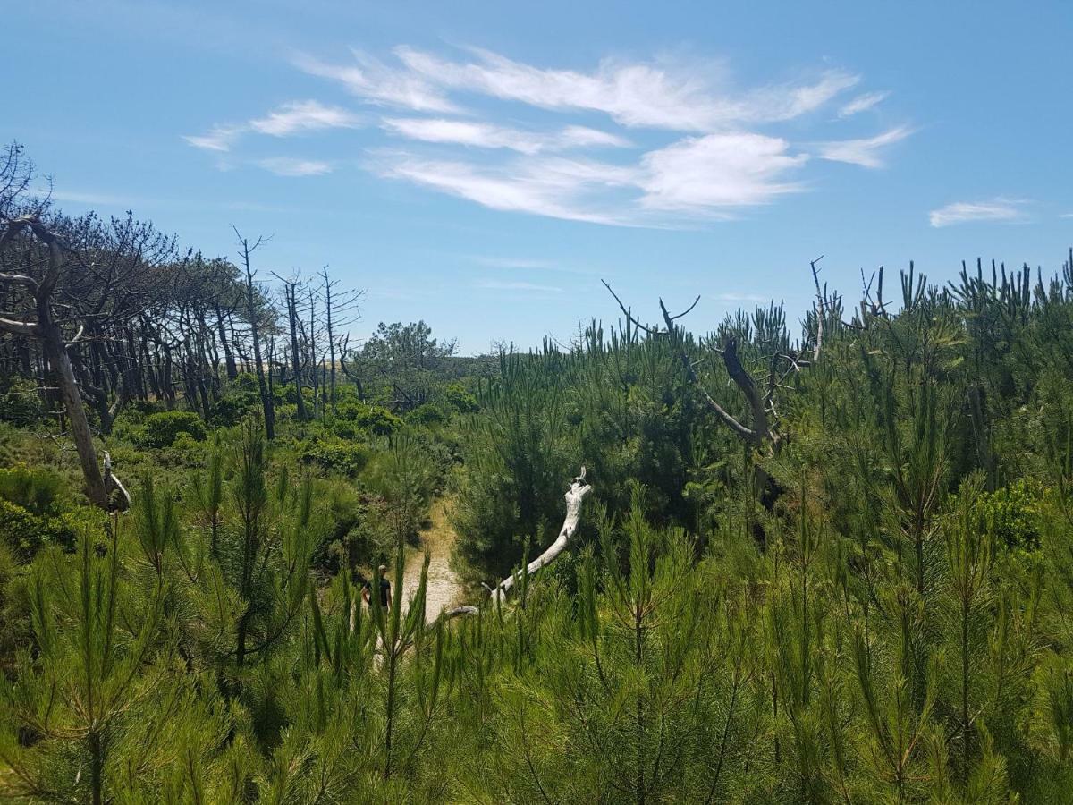 La Pinede Oceane,400M Des Plages 米尼赞海滩 外观 照片